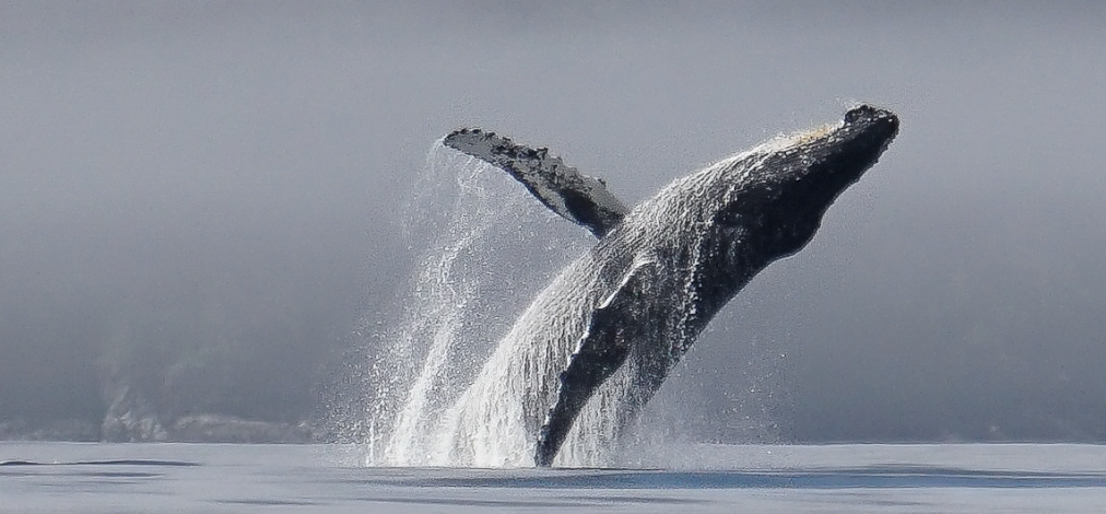 Johnstone Strait Ultimate