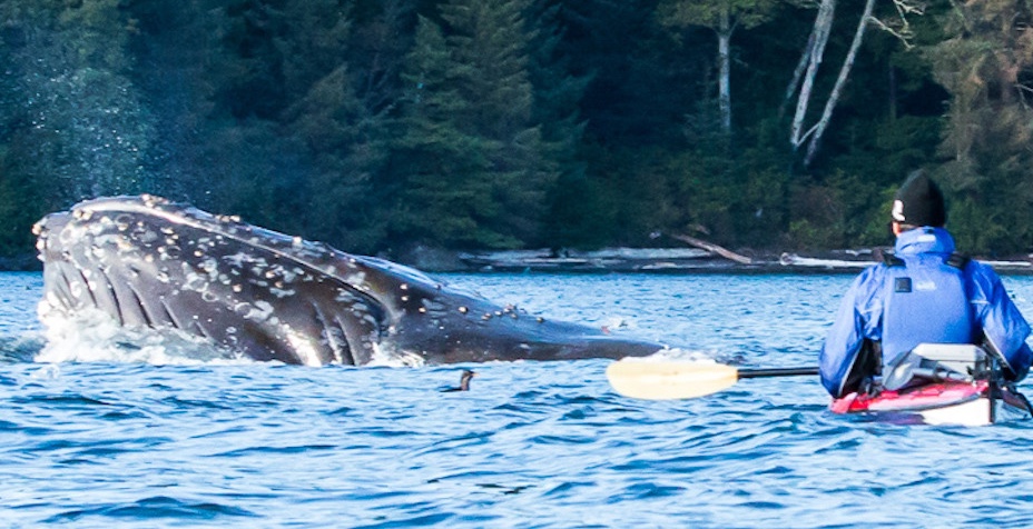 Blackfish Waters Orca Kayak Tour